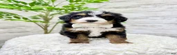 Mini Bernedoodle dogs for sale: 💖 Chloe - Ad 9