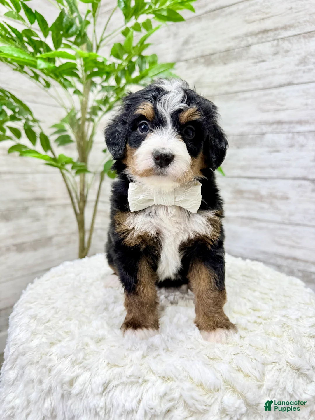 Mini Bernedoodle dogs for sale: 💖 Chloe - Ad 9