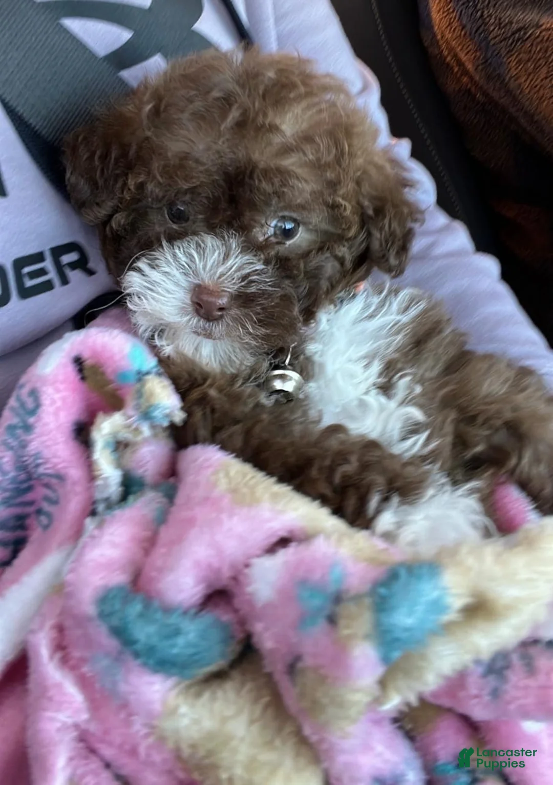 Toy Poodle dogs for sale: Lola  - Ad 2
