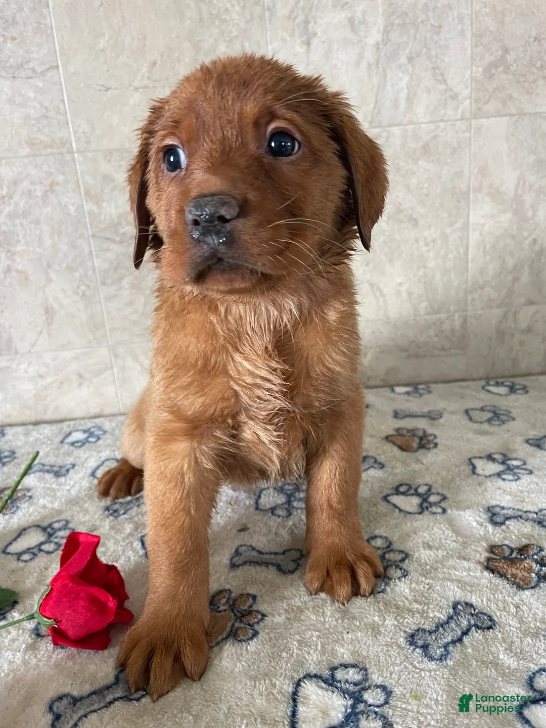 Labrador Retriever dogs for sale: Simone - Ad 4