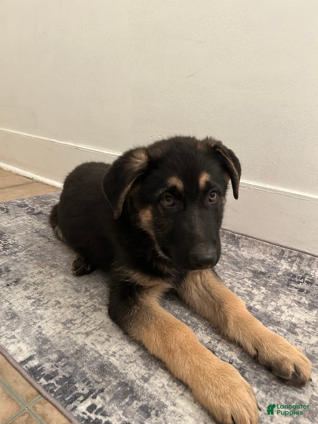 German Shepherd dogs for sale: German Shepherd Puppy 1 - Ad 4