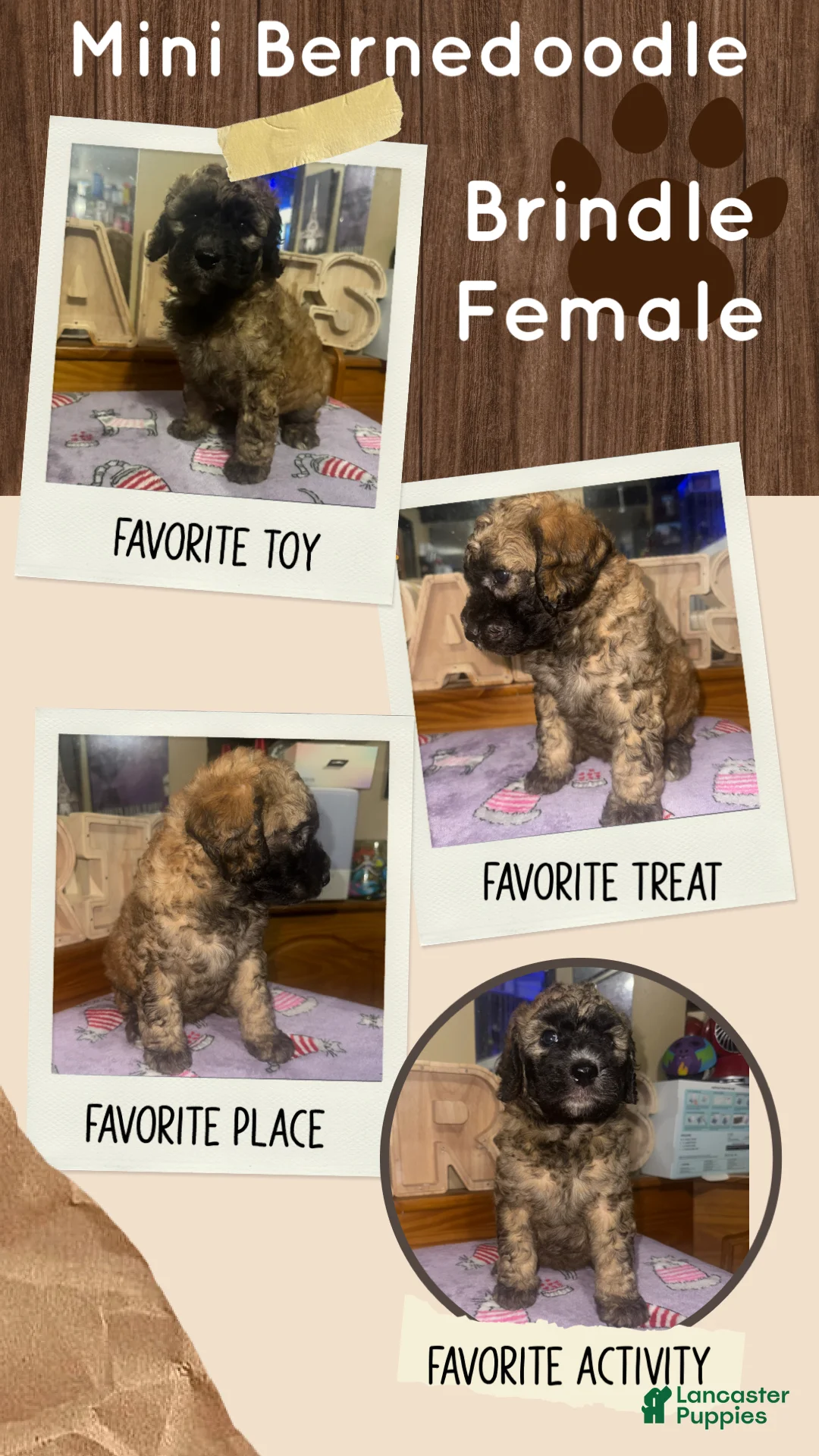 Mini Bernedoodle dogs for sale: Mini Bernedoodle 5 - Ad 1