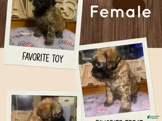 Mini Bernedoodle dogs Mini Bernedoodle 5 - Ad 17