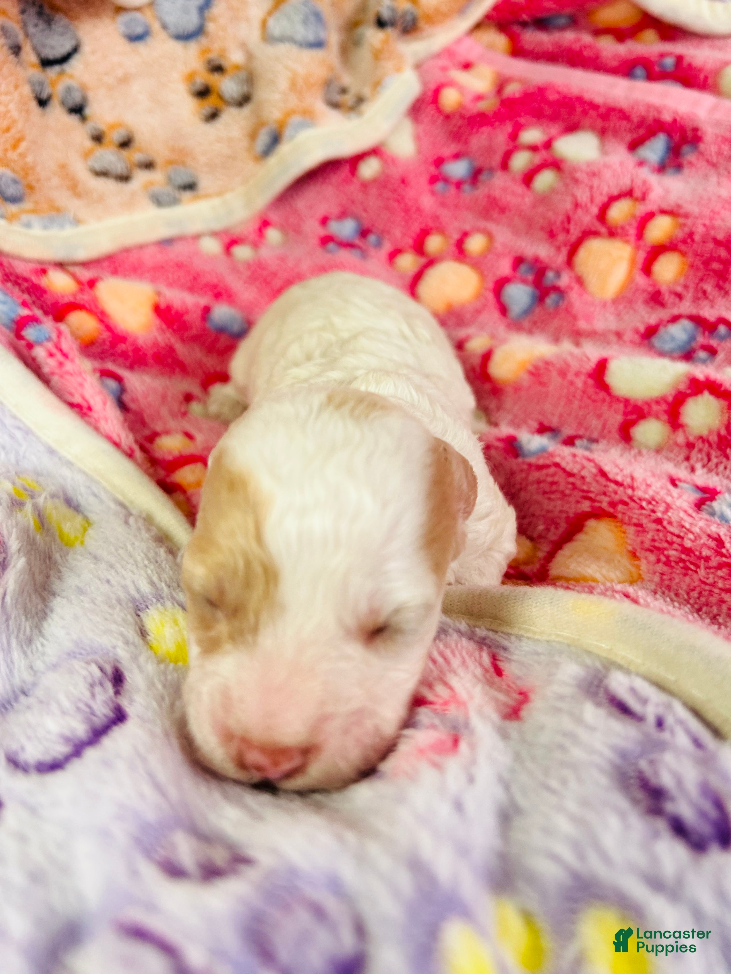 Cavapoo dogs Olaf - Ad 28