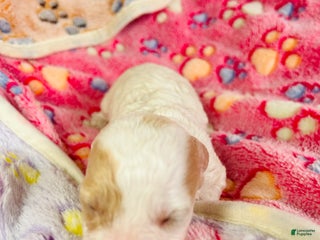 Cavapoo dogs Olaf - Ad 27