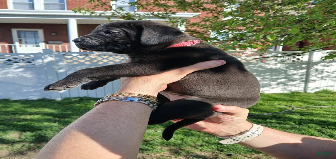 Gallery Image {{count}}