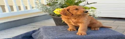 Goldendoodle dogs for sale: Tripp - Ad 15