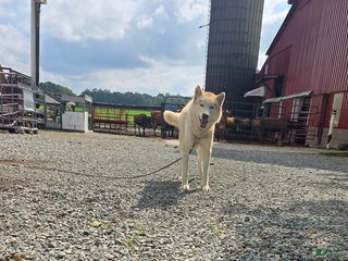 Siberian Husky dogs - Ad 29