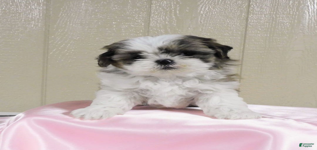 Gallery Image {{count}}