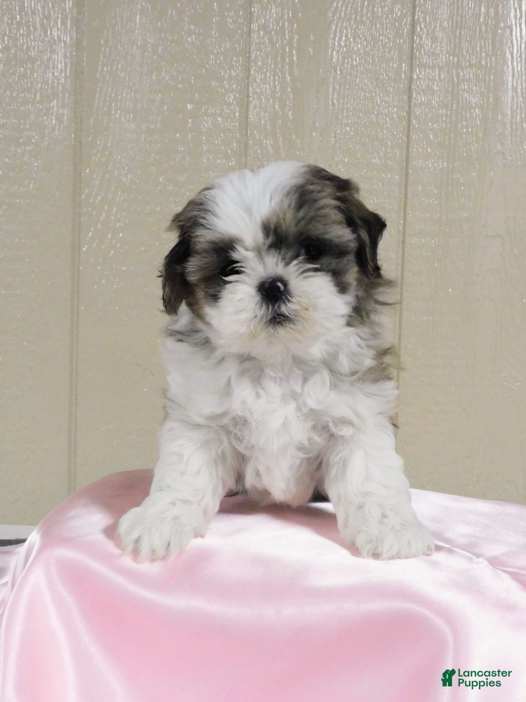 Gallery Image {{count}}