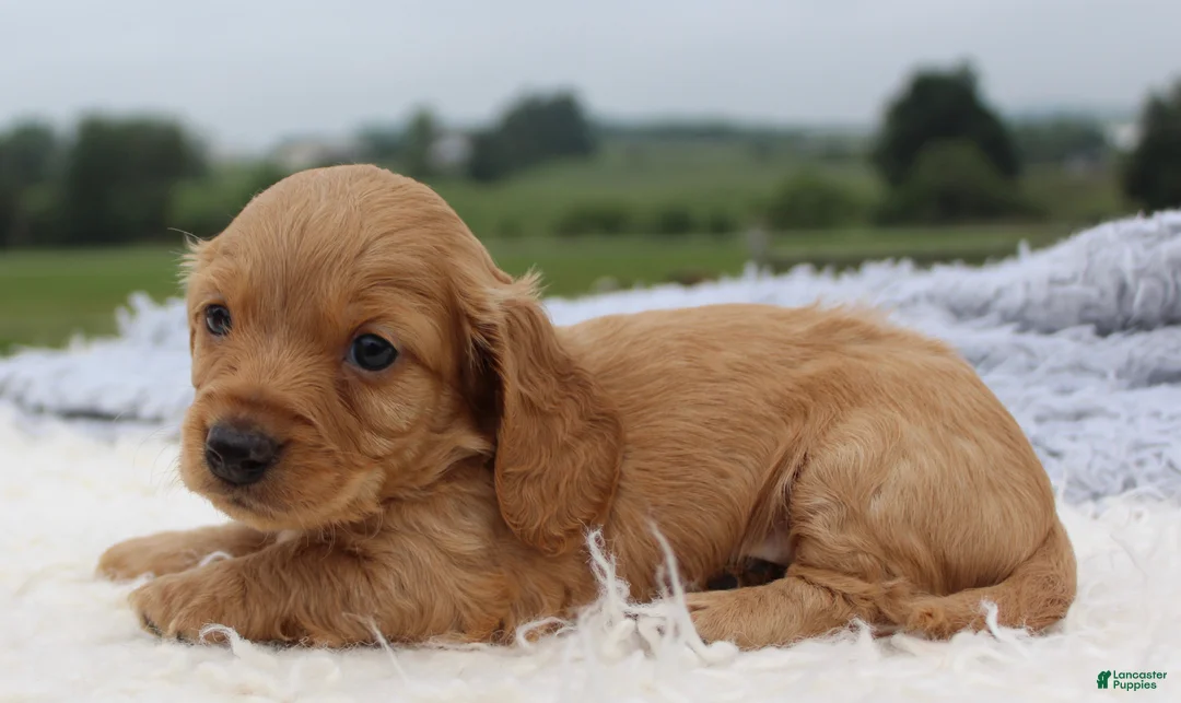 Miniature Dachshund dogs for sale: Miniature Dachshund 2 - Ad 1