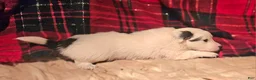 Chihuahua dogs for sale: Elmo - Ad 9