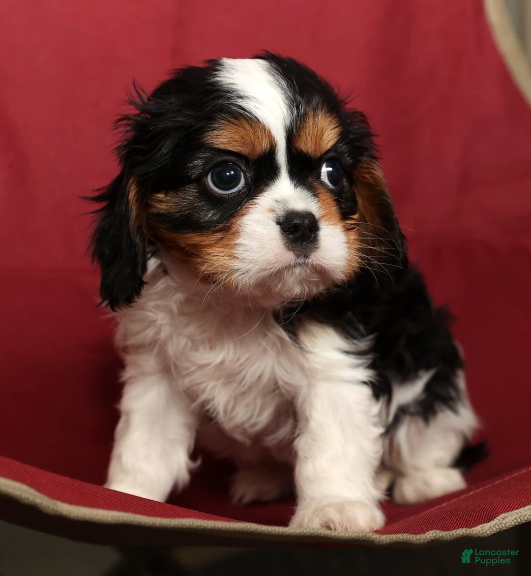 Cavalier King Charles Spaniel dogs for sale: Bobby - Ad 9
