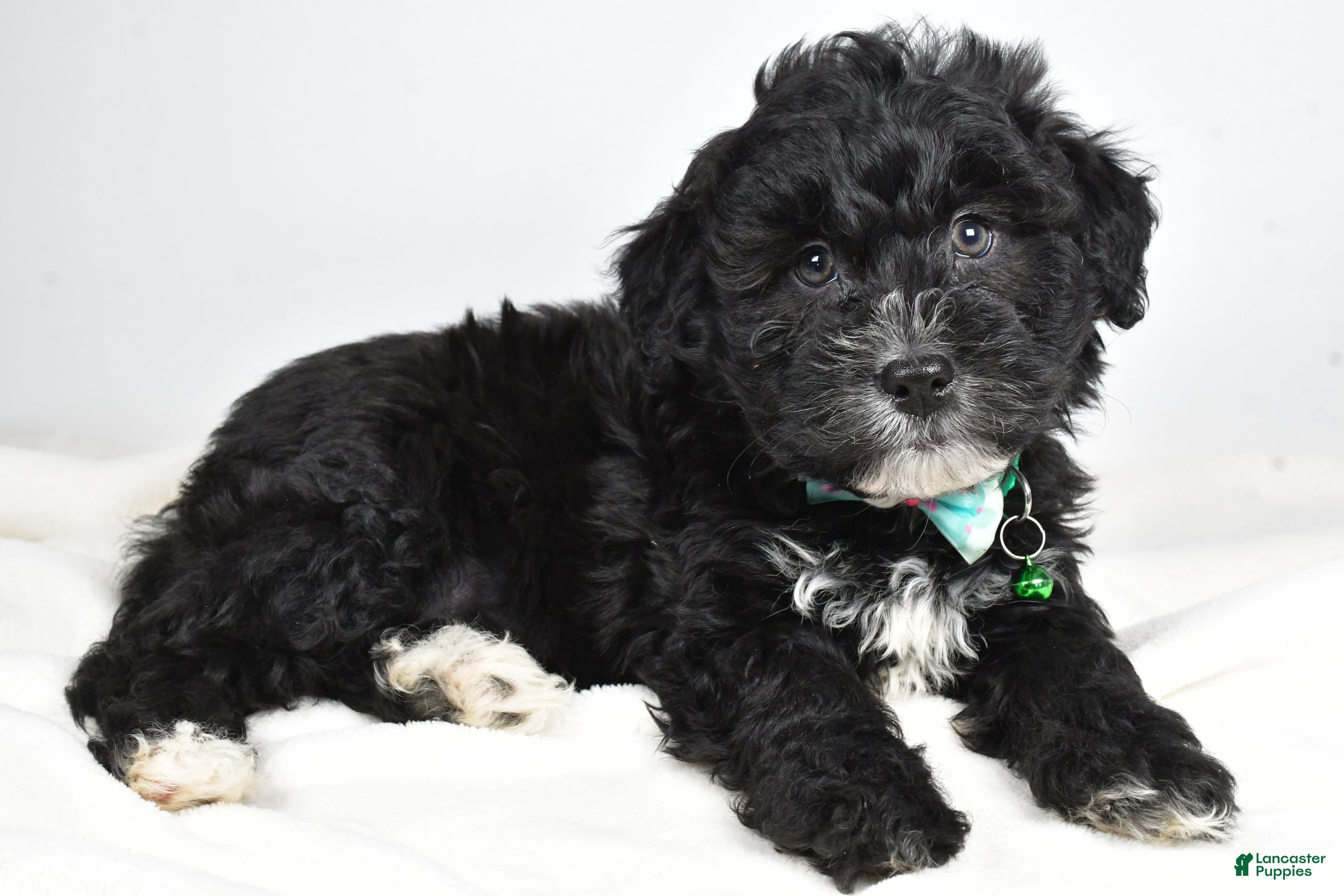 Newfypoo dogs Hickory f one b - Ad 6