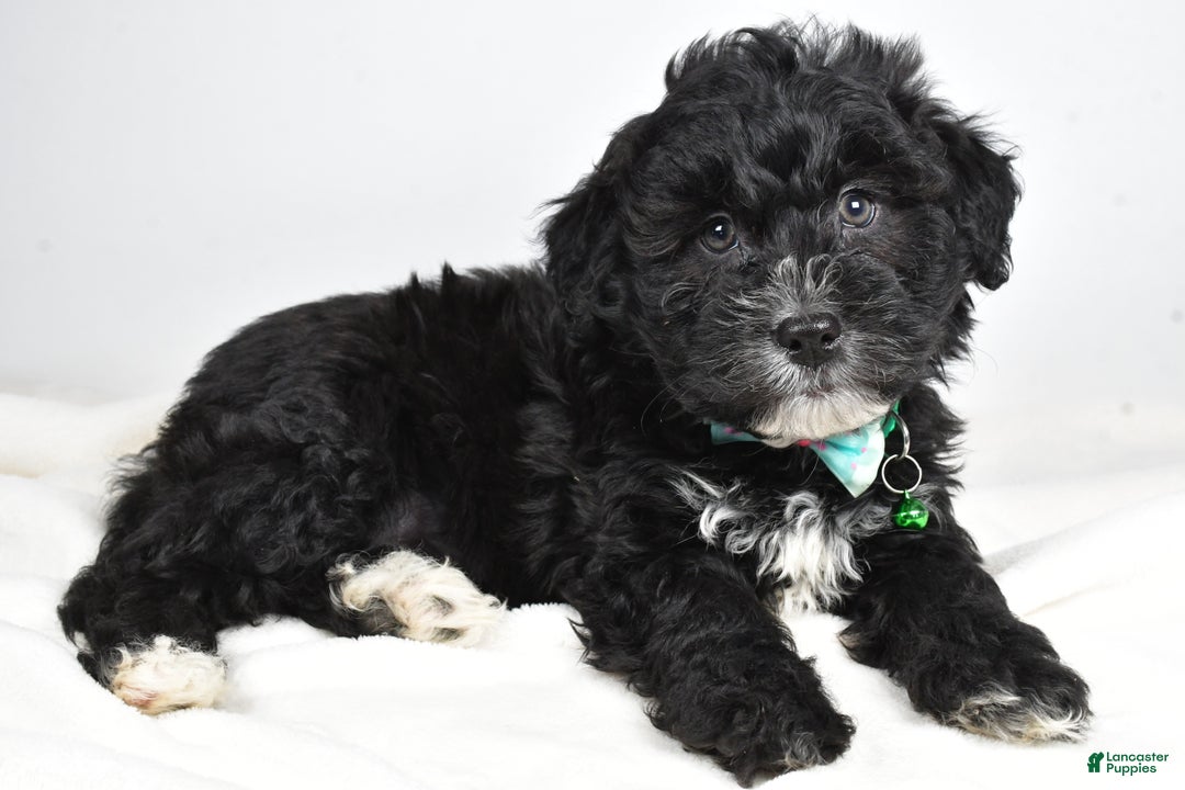 Newfypoo dogs for sale: Hickory f one b - Ad 1