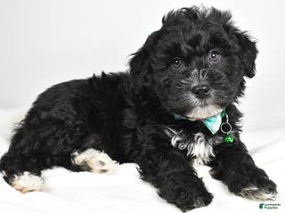 Newfypoo dogs Hickory f one b - Ad 4