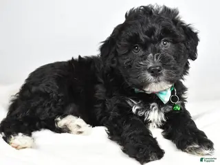 Newfypoo dogs Hickory f one b - Ad 2