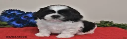 Shih Tzu dogs for sale: Noah - Ad 4