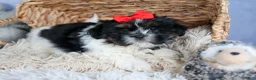 Shih Tzu dogs for sale: HENRY - Ad 3