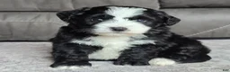 Mini Bernedoodle dogs for sale: Mini Clover - Ad 5