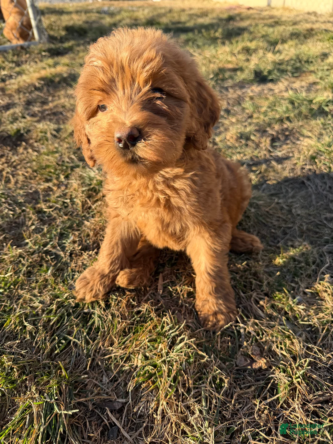 Labradoodle dogs for sale: Labradoodle Lime Green - Ad 1