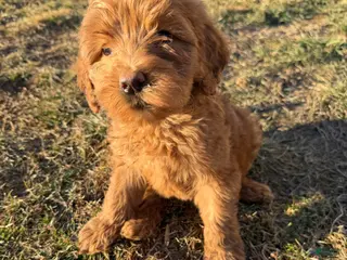 Labradoodle dogs Labradoodle Lime Green - Ad 30