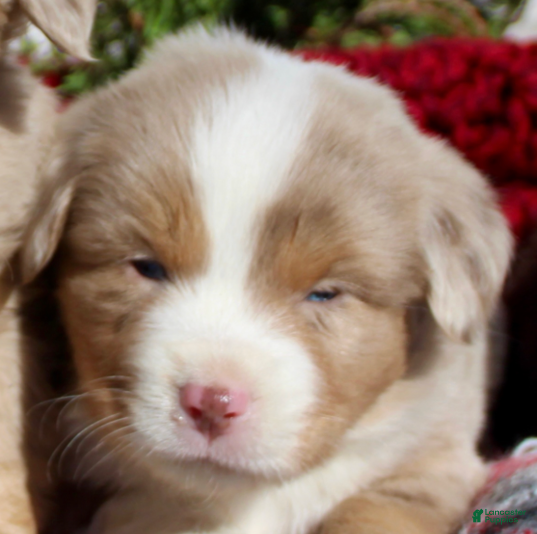 Miniature Australian Shepherd dogs for sale: Miniature Australian Shepherd Puppy 4 - Ad 1