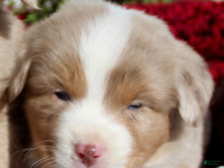 Miniature Australian Shepherd dogs Miniature Australian Shepherd Puppy 4 - Ad 36
