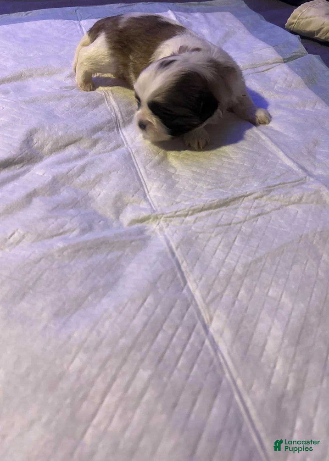 Shih Tzu dogs for sale: Biscotti - Ad 2
