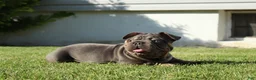 French Bulldog dogs for sale: Lazarus - Ad 4