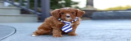 Cavapoo dogs for sale: Mr. Bentley - Ad 8