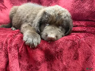 Newfoundland dogs for sale: Newfoundland 4 - Ad 3