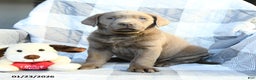 Labrador Retriever dogs for sale: Pansy - Ad 1