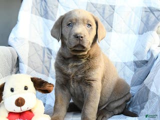 Labrador Retriever dogs for sale: Pansy - Ad 3