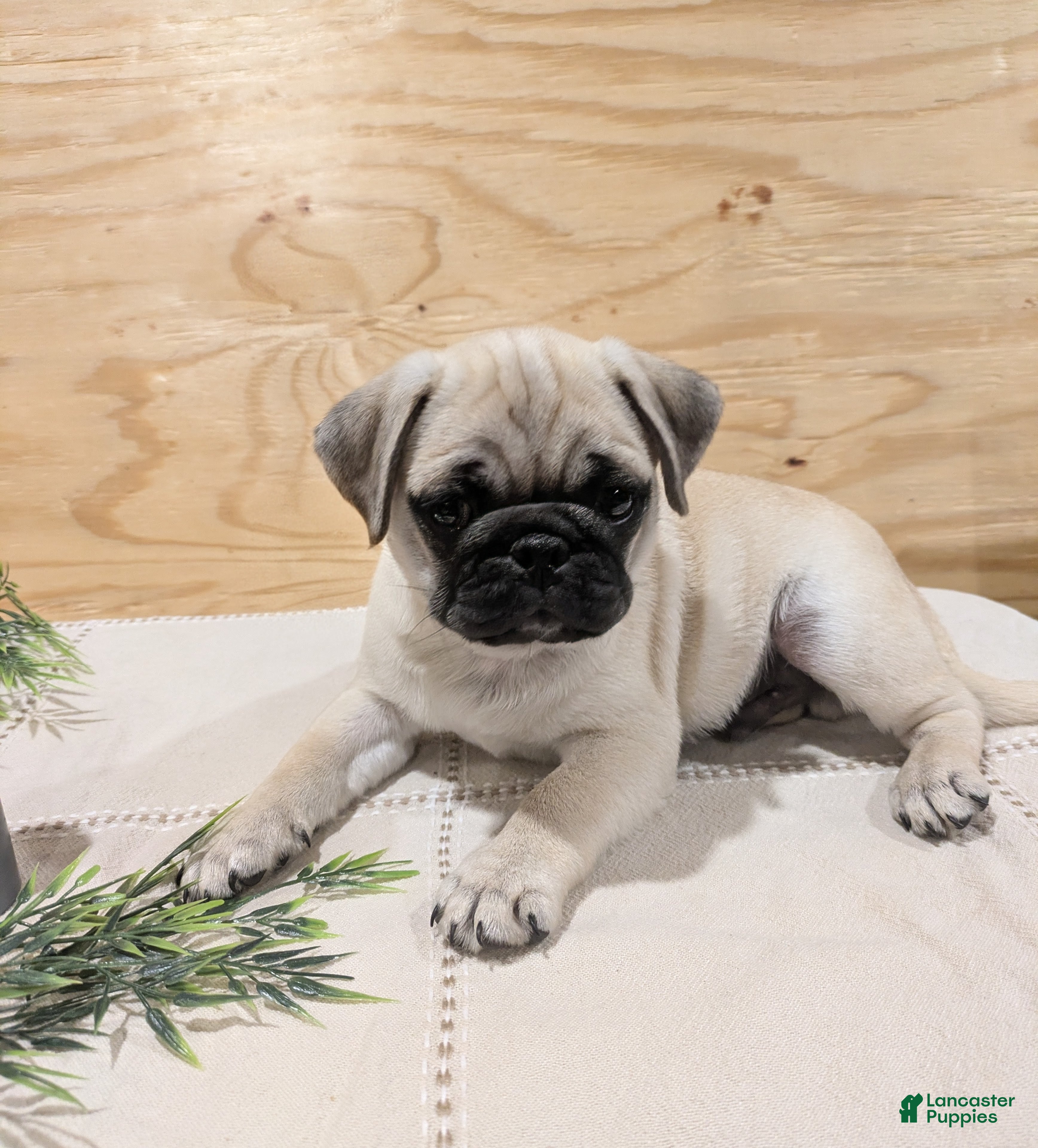 Pug dogs Laker - Ad 2