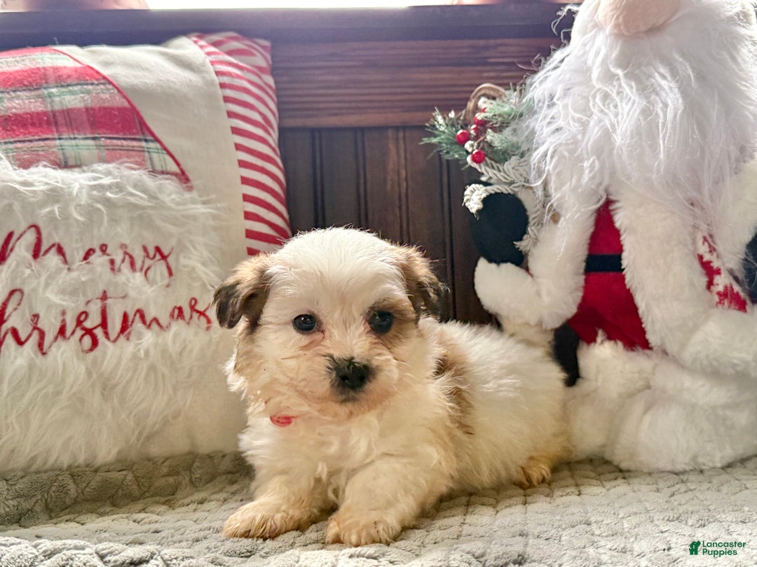 Teddy Bear dogs for sale: Rusty - Ad 3