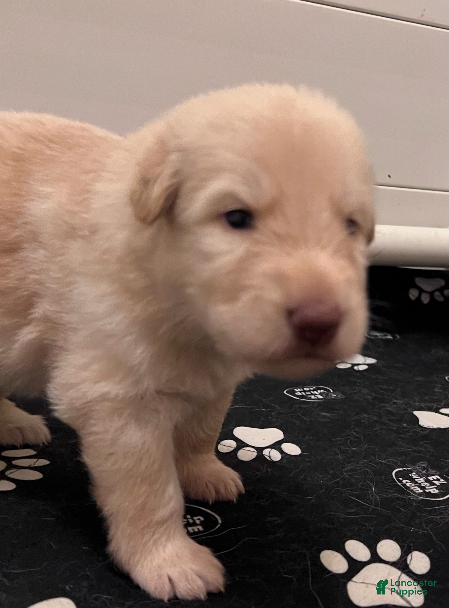 German Shepherd dogs German Shepherd Male 3 (Panda) - Ad 23