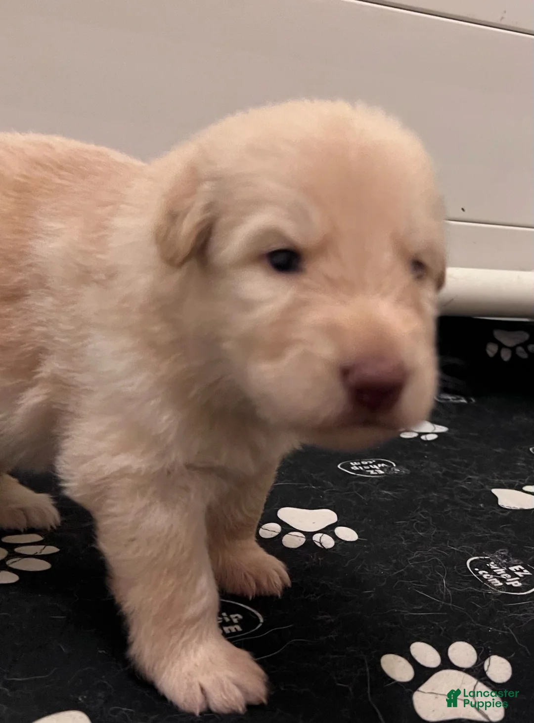 German Shepherd dogs for sale: German Shepherd Male 3 (Panda) - Ad 1