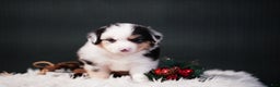 Miniature Australian Shepherd dogs for sale: Drew - Ad 7