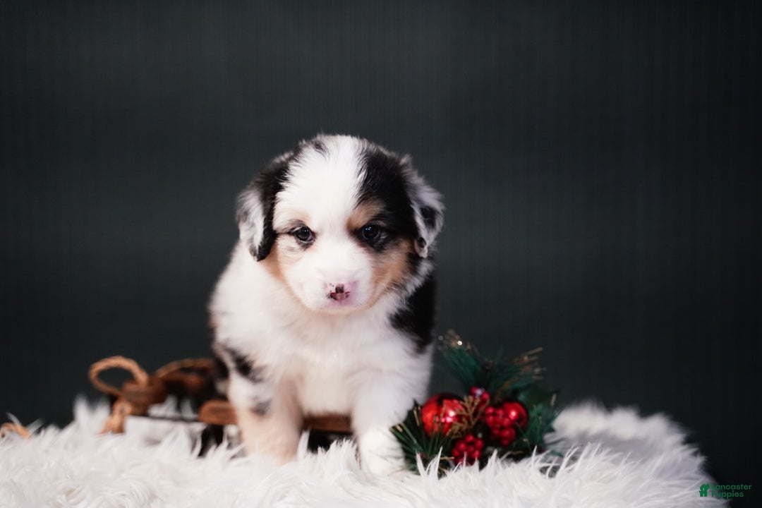 Miniature Australian Shepherd dogs for sale: Drew - Ad 7