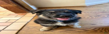 German Shepherd 1