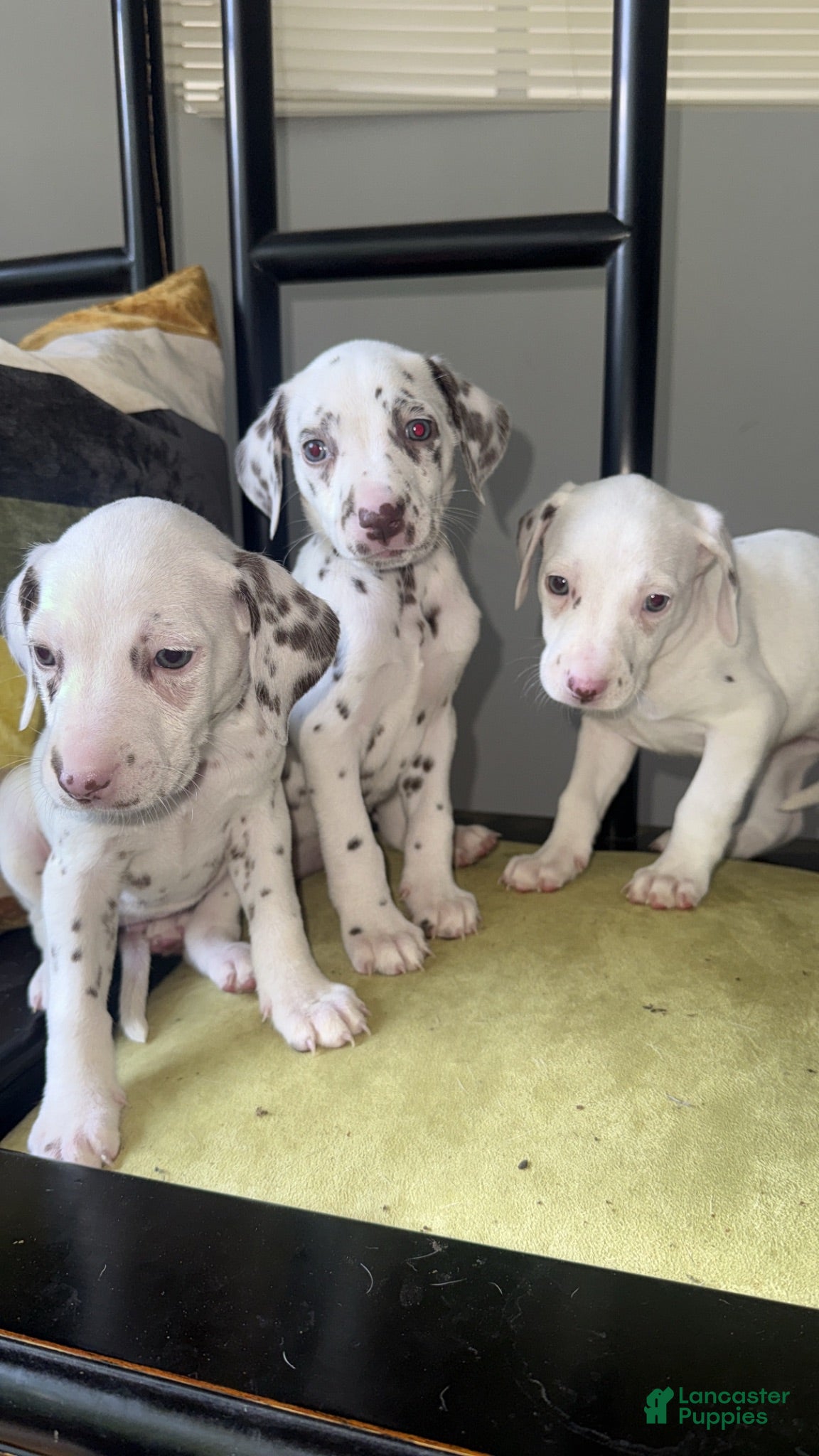 Dalmatian dogs Dalmatian 2 - Ad 1