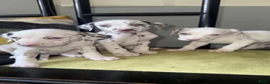 Dalmatian 2