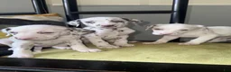 Dalmatian dogs for sale: Dalmatian 2 - Ad 1
