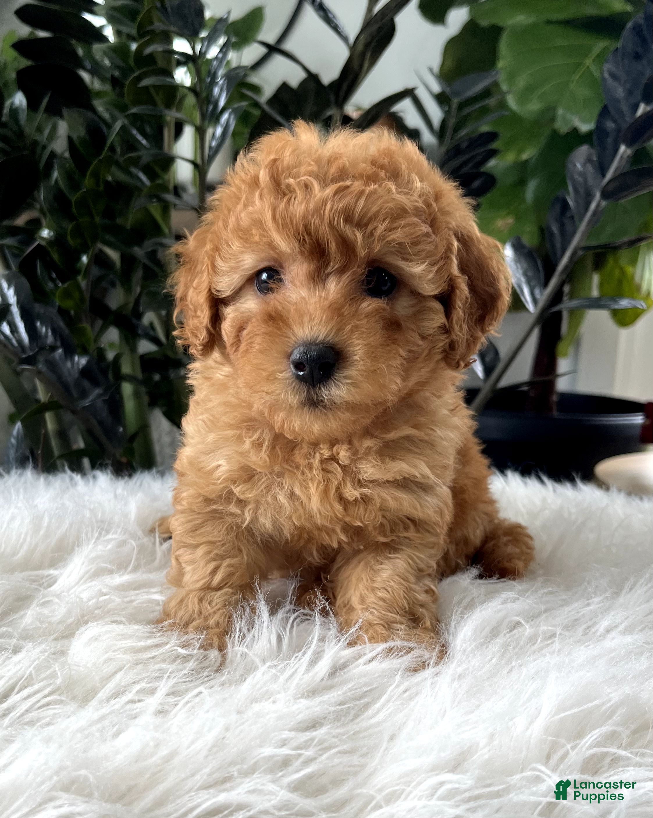 Mini Goldendoodle dogs Belle - Ad 2