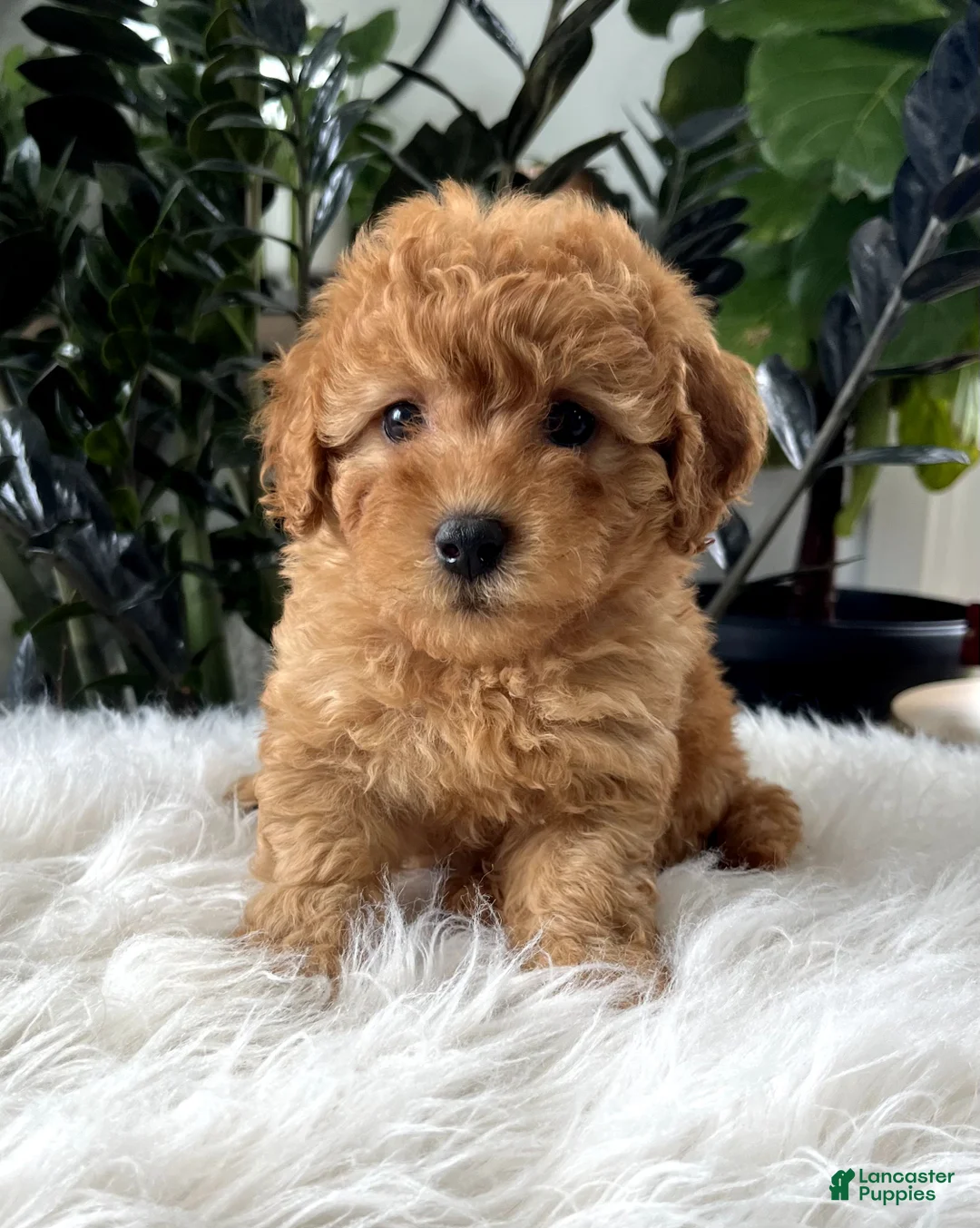 Mini Goldendoodle dogs for sale: Belle - Ad 2