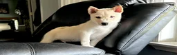 Shiba Inu dogs for sale: Shiba Inu Puppy 4 - Ad 15