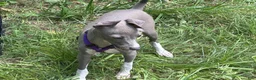 Italian Greyhound dogs for sale: Bandit - Ad 4