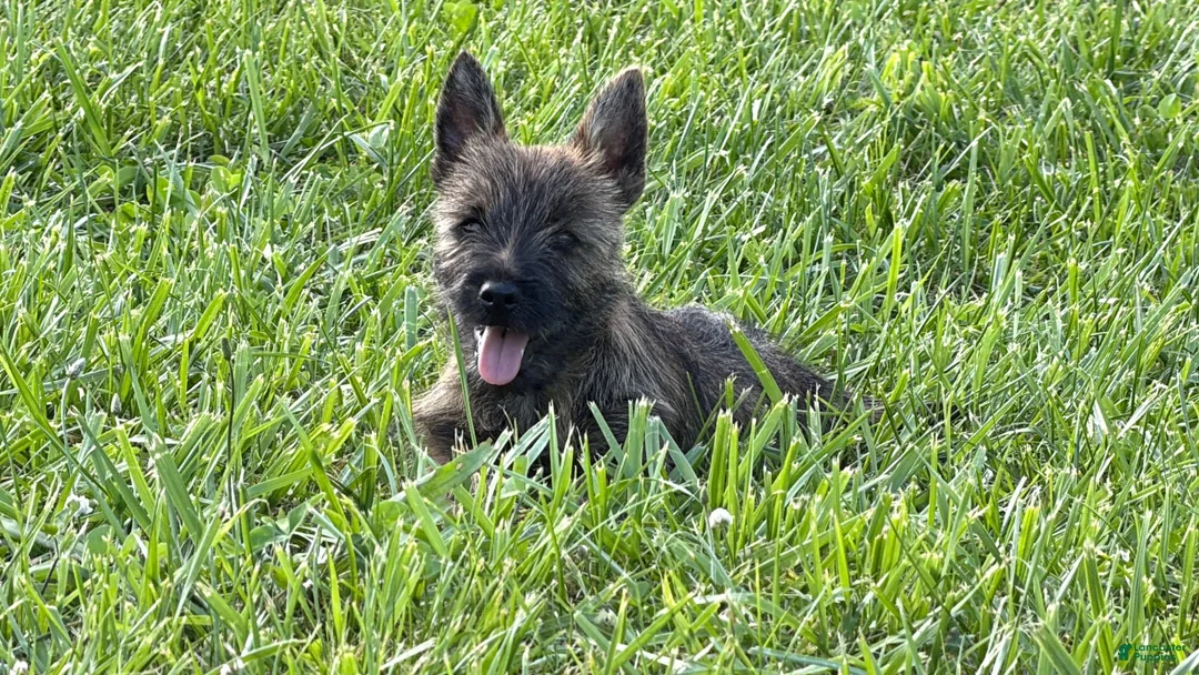 Cairn Terrier dogs for sale: Fennel  - Ad 2