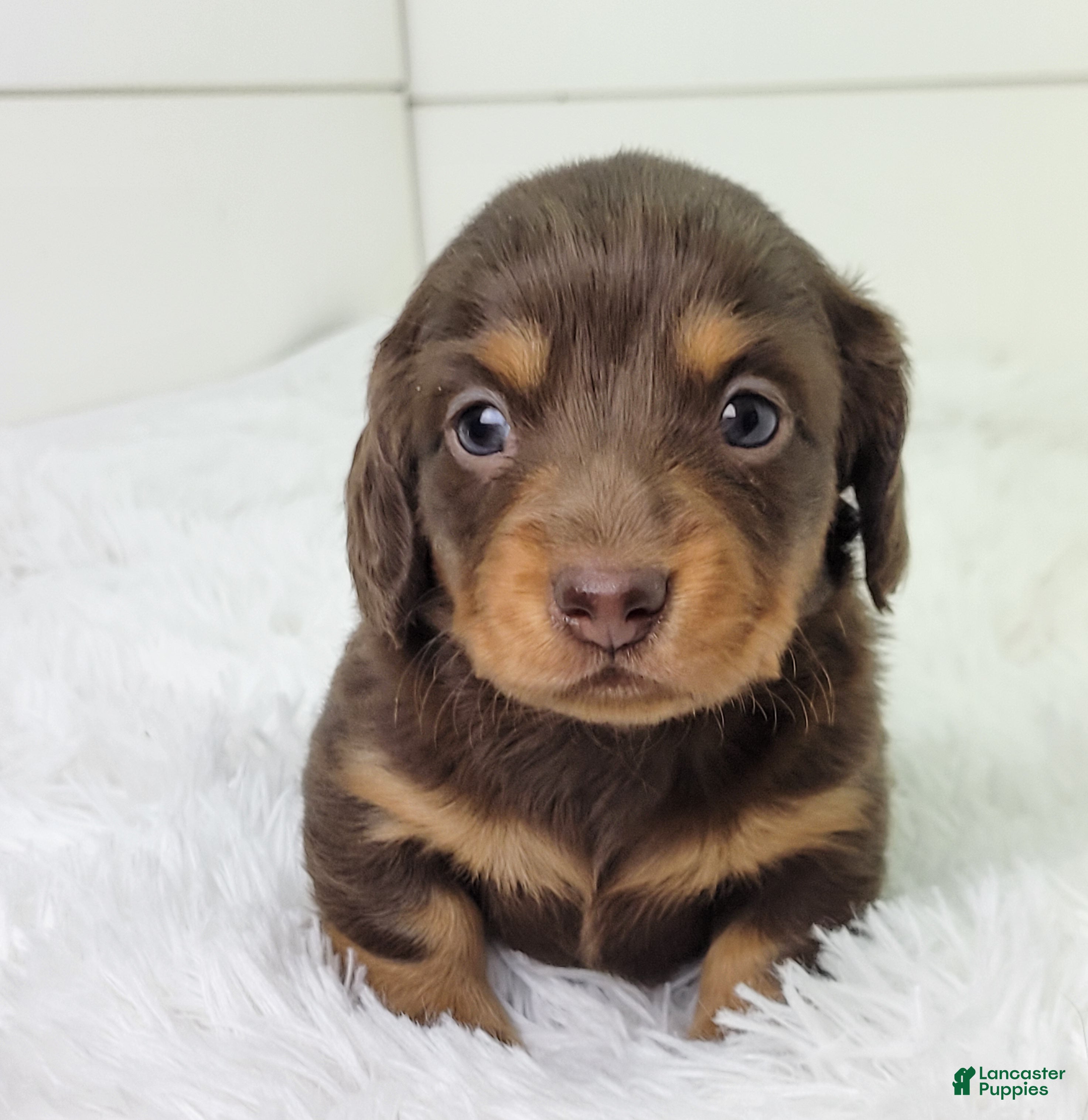 Dachshund dogs Ollie - Ad 1